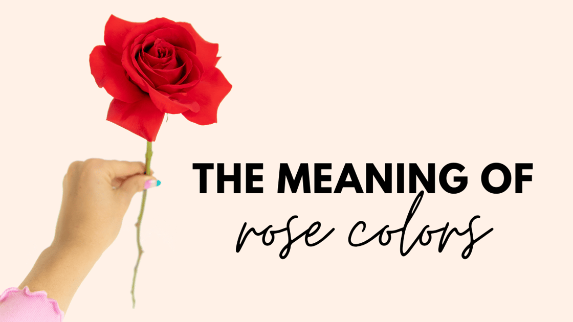Rose Meaning Blog header